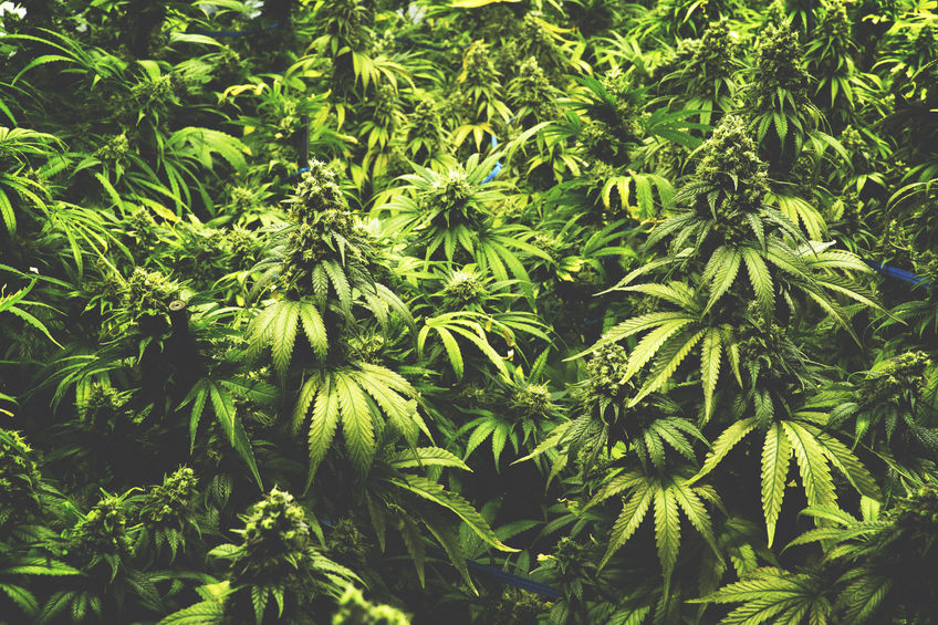 Medical Marijuana for Sleep Apnea Image