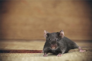 Mouse Image