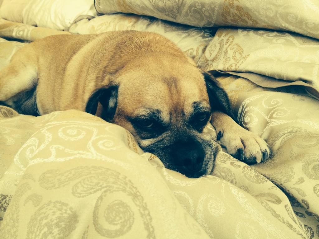 Kermit's Dog Image